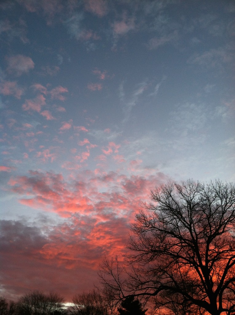 sunrisetree